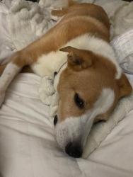 Lost Male Dog last seen Campbell Road, Smyrna, GA 30080