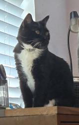 Lost Male Cat last seen McCall & Via Entrada , Menifee, CA 92585