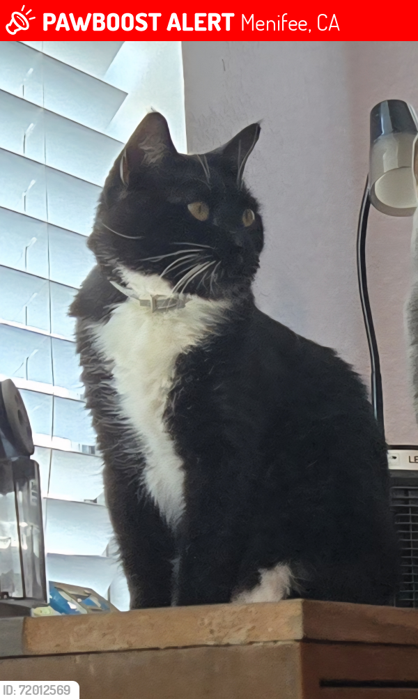 Lost Male Cat last seen McCall & Via Entrada , Menifee, CA 92585
