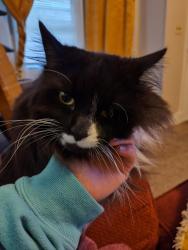 Lost Male Cat last seen Near avenue s, Lubbock, TX 79412