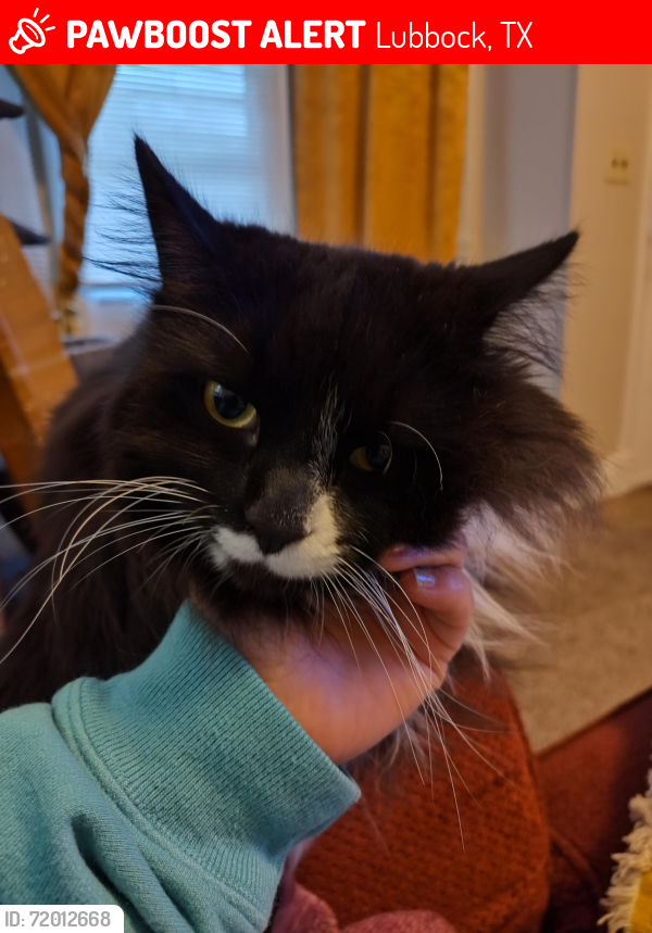Lost Male Cat last seen Near avenue s, Lubbock, TX 79412