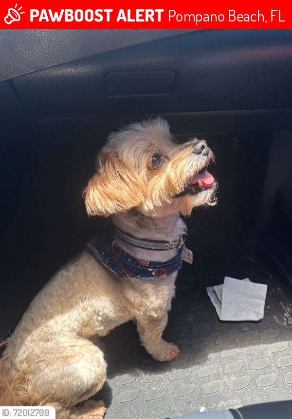 Lost Male Dog last seen Near nw 5th Avenue Deerfield Beach 33064, Pompano Beach, FL 33064