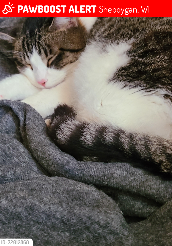 Lost Male Cat last seen Huron ave  and  8th  street , Sheboygan, WI 53081