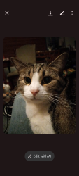 Lost Female Cat last seen Near south 4710 west American do ok kestic, West Valley City, UT 84120