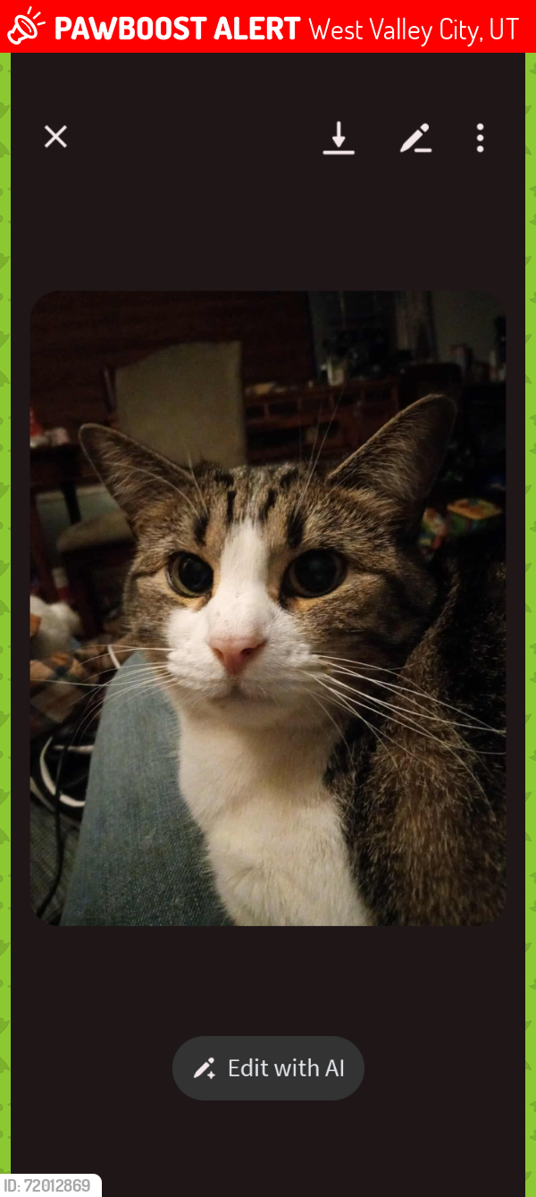 Lost Female Cat last seen Near south 4710 west American do ok kestic, West Valley City, UT 84120