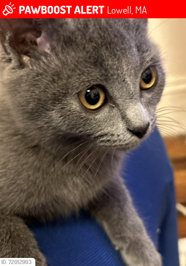 Lost Female Cat last seen grove street Lowell ma, Lowell, MA 01851