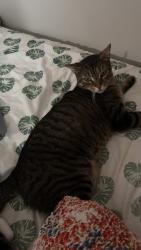 Lost Male Cat last seen 53rd St and JFK, Bayonne, NJ 07002