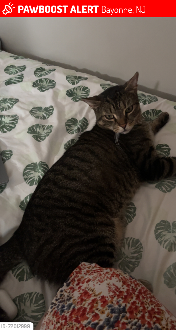 Lost Male Cat last seen 53rd St and JFK, Bayonne, NJ 07002
