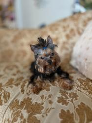 Lost Male Dog last seen Orange County CA, Orange County, CA 92606