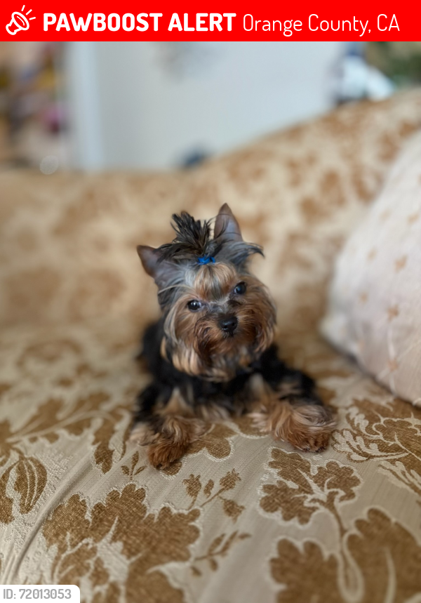 Lost Male Dog last seen Orange County CA, Orange County, CA 92606