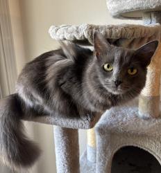 Lost Female Cat last seen Cimarron Neighborhood, Escondido, CA 92027