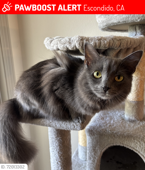 Lost Female Cat last seen Cimarron Neighborhood, Escondido, CA 92027