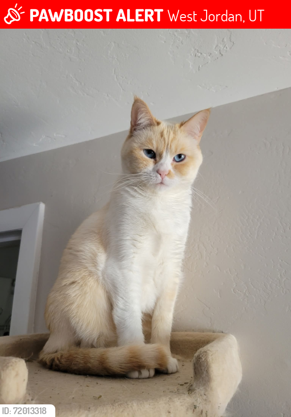 Lost Female Cat last seen Near Saddler Dr , West Jordan, UT 84088
