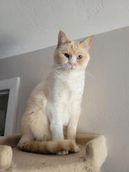 Lost Female Cat last seen Near Saddler Dr , West Jordan, UT 84088