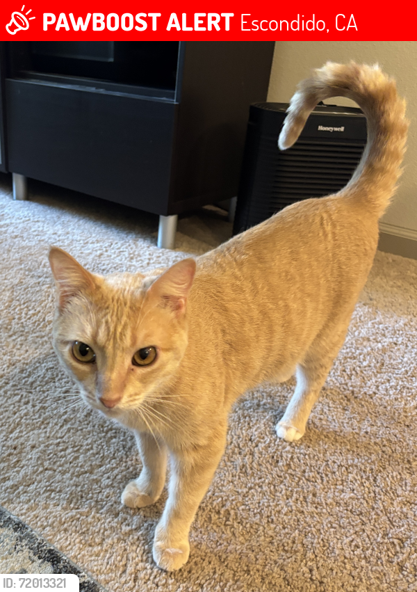 Lost Male Cat last seen Vista Verde Drive & Vista Ave, Escondido, CA 92027