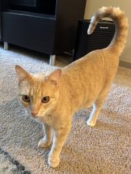 Lost Male Cat last seen Vista Verde Drive & Vista Ave, Escondido, CA 92027