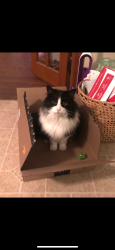 Lost Male Cat last seen Lyman Rd/ Howard St, Berlin, MA 01503