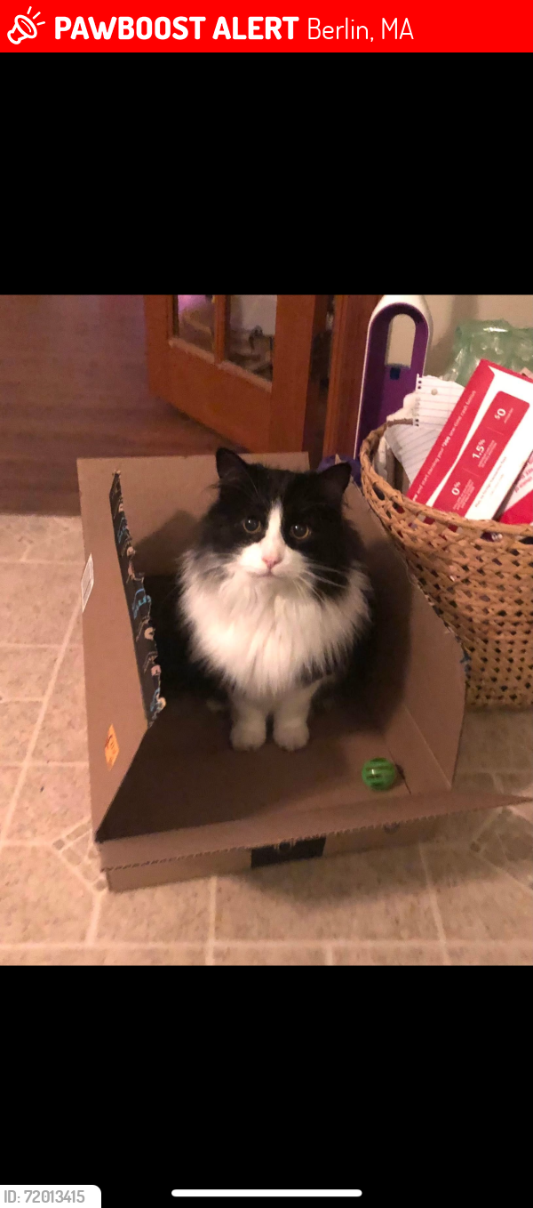 Lost Male Cat last seen Lyman Rd/ Howard St, Berlin, MA 01503