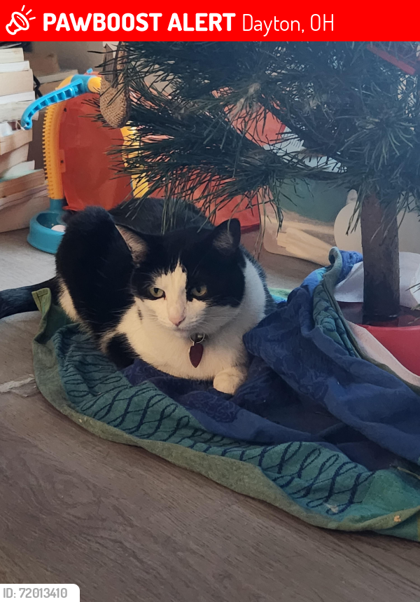 Lost Female Cat last seen Medford & Wayne Ave, Dayton, OH 45410