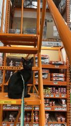 Lost Female Cat last seen Palm, Tampa, FL 33619
