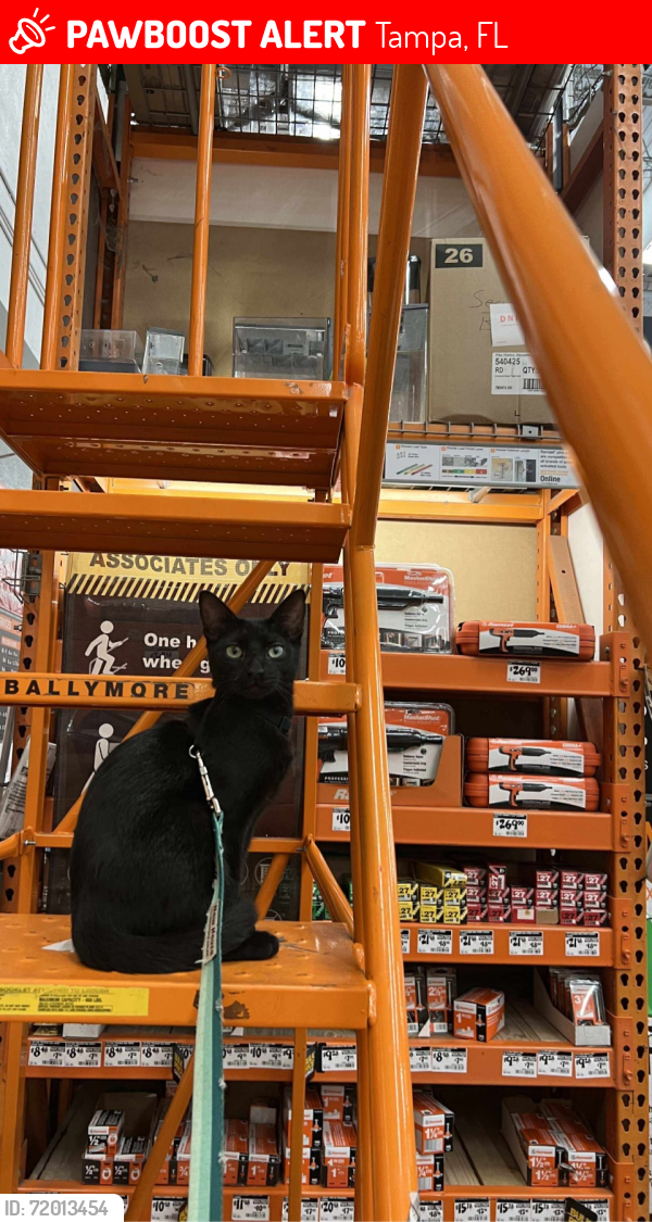 Lost Female Cat last seen Palm, Tampa, FL 33619