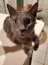 Lost Male Cat last seen Webster Lake Rd and Colby Ave Franklin, NH, Franklin, NH 03235
