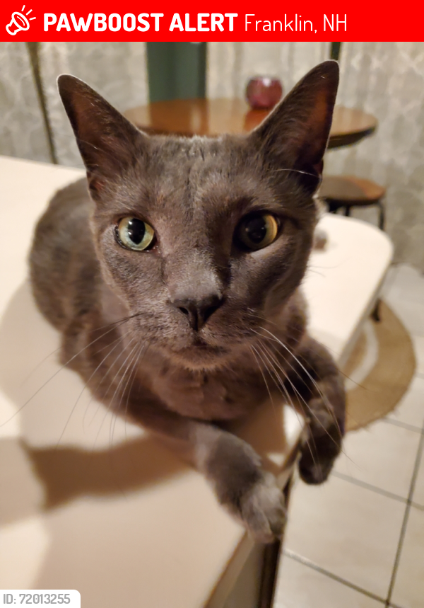 Lost Male Cat last seen Webster Lake Rd and Colby Ave Franklin, NH, Franklin, NH 03235