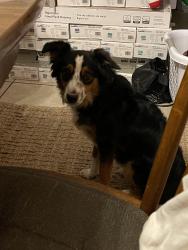 Reunited Female Dog last seen Brisbane Meadows and Lucinda Meadows, Katy, TX 77449