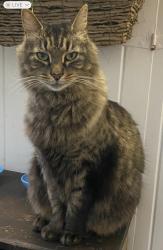 Lost Male Cat last seen Van Dyke Ave, Raleigh, NC 27607