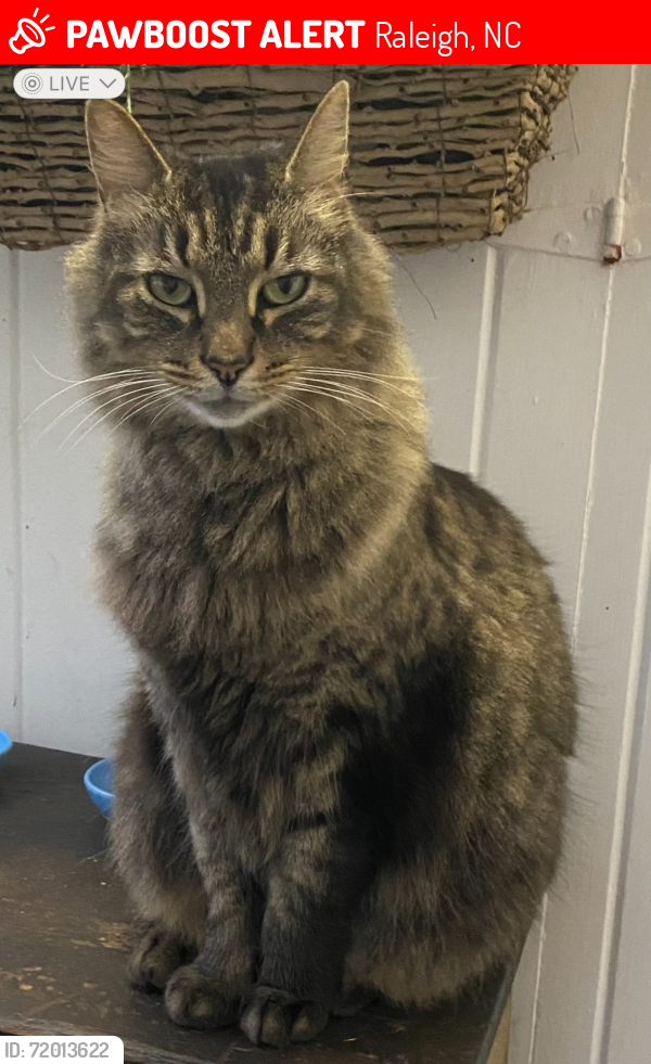 Lost Male Cat last seen Van Dyke Ave, Raleigh, NC 27607