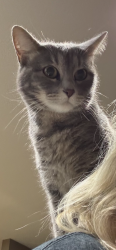 Lost Female Cat last seen Texas and mars, Wichita, KS 67209