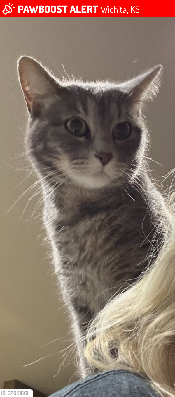 Lost Female Cat last seen Texas and mars, Wichita, KS 67209