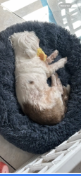 Lost Female Dog last seen Flagler y la 7 Calle del NW, Miami, FL 33126