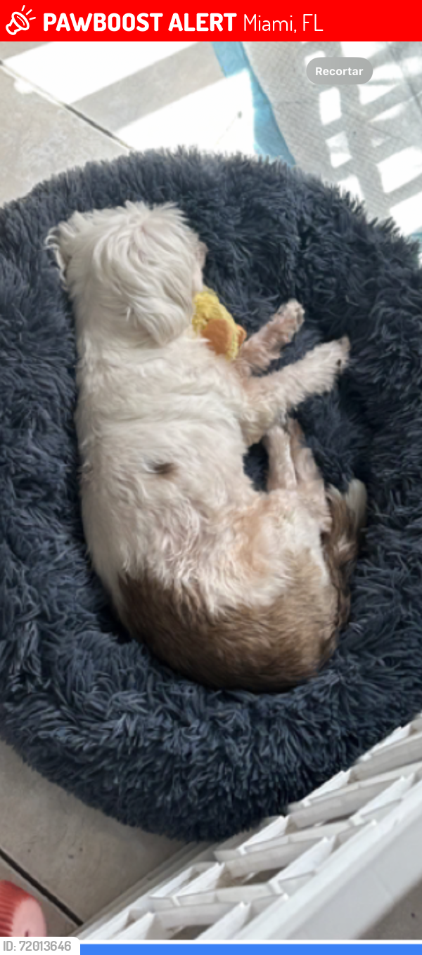 Lost Female Dog last seen Flagler y la 7 Calle del NW, Miami, FL 33126