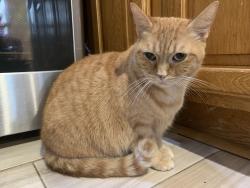Lost Female Cat last seen Goldsmith Avenue, Newark, NJ 07112