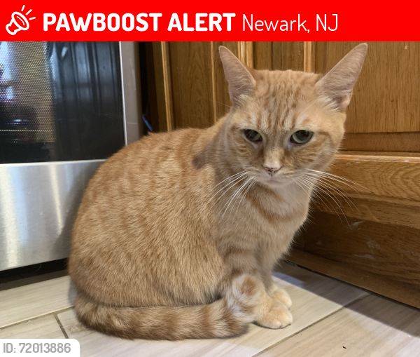 Lost Female Cat last seen Goldsmith Avenue, Newark, NJ 07112