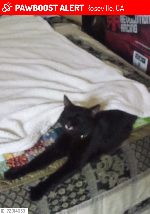 Lost Male Cat last seen PLEASANT GROVE BLVD , Roseville, CA 95747