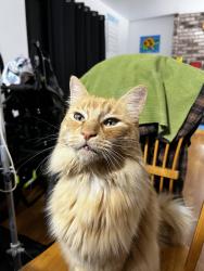 Lost Male Cat last seen San Felipe and Farnsworth, San Jose, CA 95135