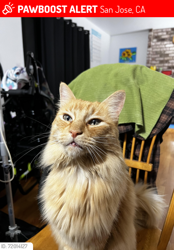Lost Male Cat last seen San Felipe and Farnsworth, San Jose, CA 95135