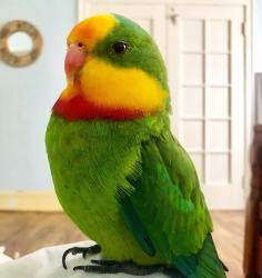 Lost Male Bird last seen Franklin park, Alameda, CA 94501