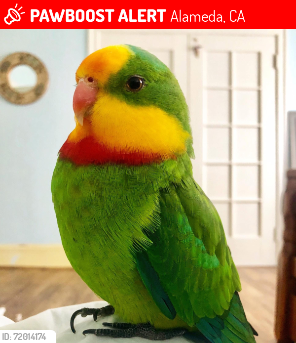 Lost Male Bird last seen Franklin park, Alameda, CA 94501