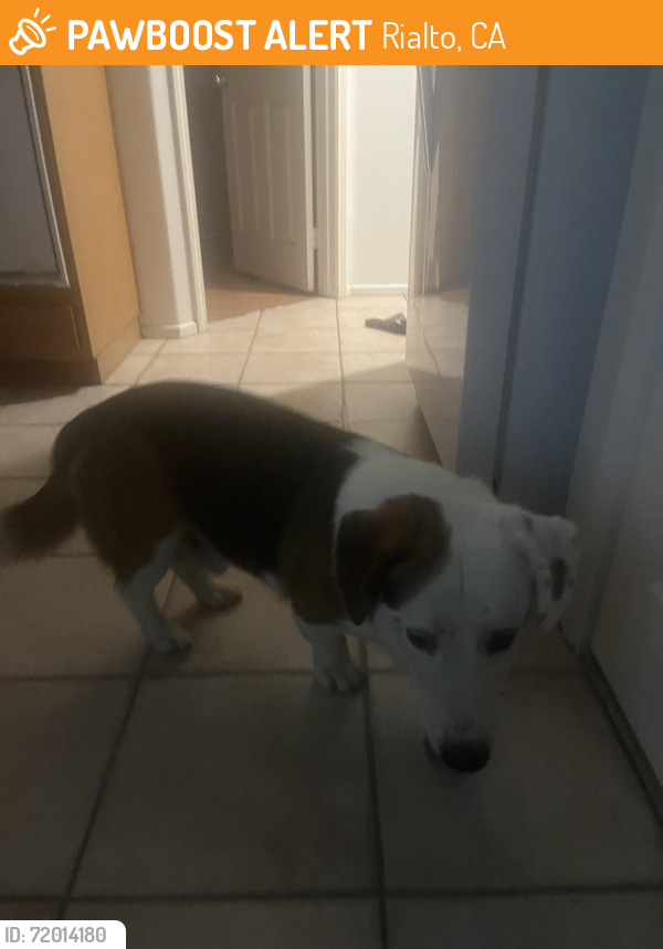 Rialto, CA Stray Male Dog Found Near West Persimmon Rialto | PawBoost