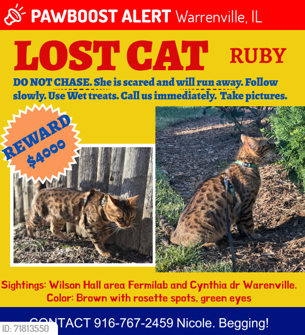 Lost Female Cat last seen Batavia rd, Warrenville, IL 60555
