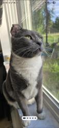 Lost Male Cat last seen Heritage ct and  pl across from carrs, Anchorage, AK 99577