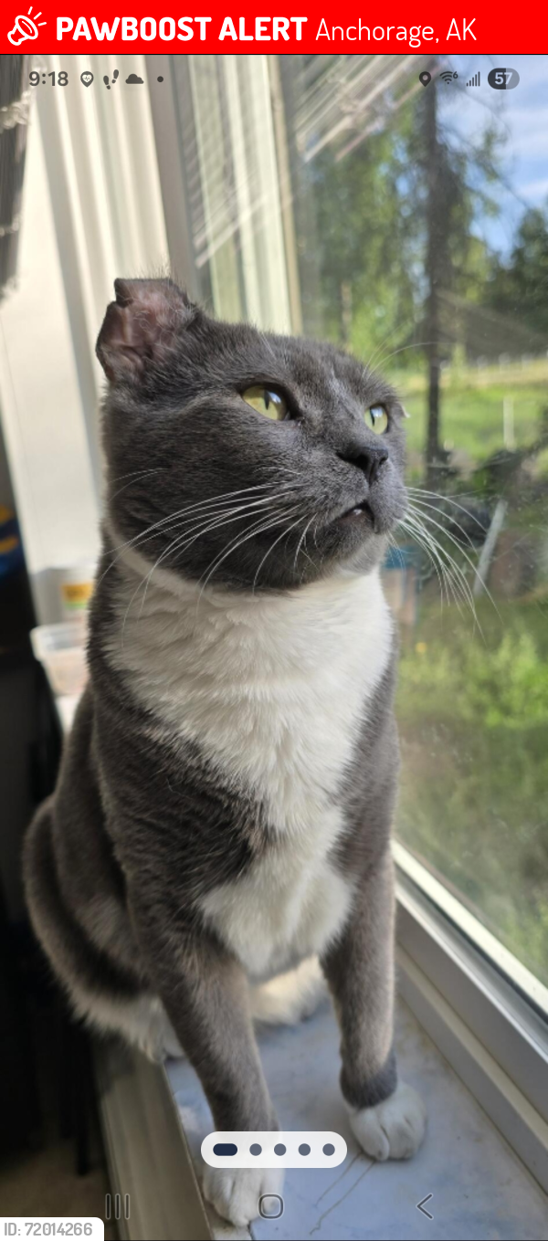Lost Male Cat last seen Heritage ct and  pl across from carrs, Anchorage, AK 99577