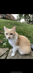 Lost Female Cat last seen Barclay Ave 15221, Pittsburgh, PA 15221