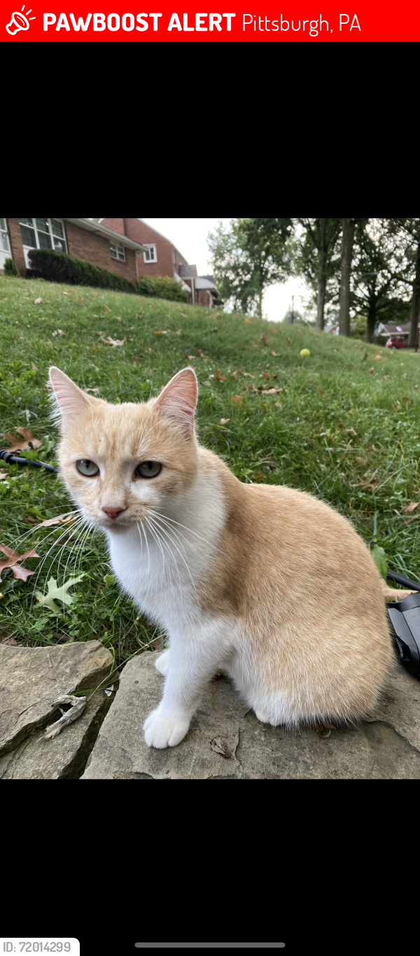 Lost Female Cat last seen Barclay Ave 15221, Pittsburgh, PA 15221