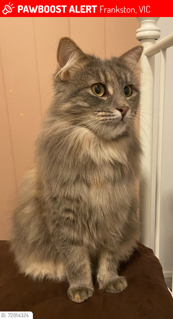 Lost Female Cat last seen Connal drive , Frankston, VIC 3199