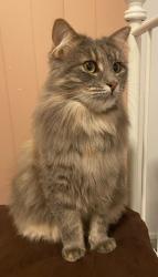 Lost Female Cat last seen Connal drive , Frankston, VIC 3199