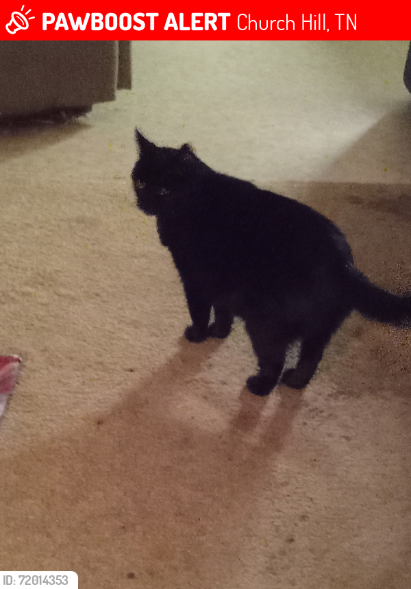 Lost Male Cat last seen Valley Mart , Church Hill, TN 37642